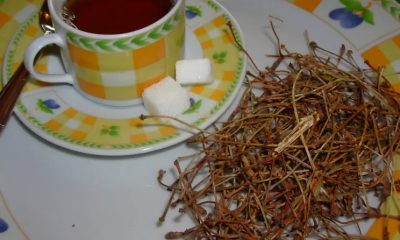 Infusion de queues de cerises