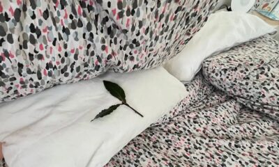 feuilles-de-laurier-sous-l-oreiller