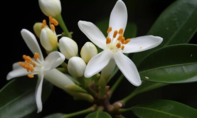 neroli