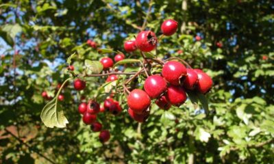 Aubépine bienfaits