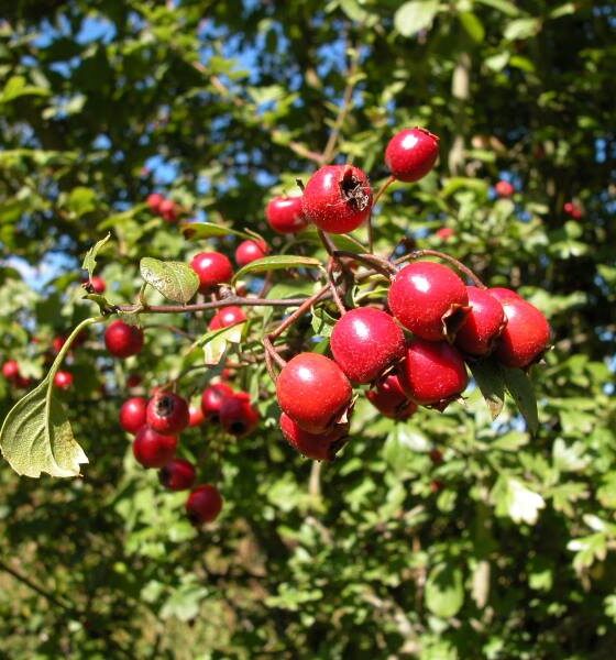 Aubépine bienfaits