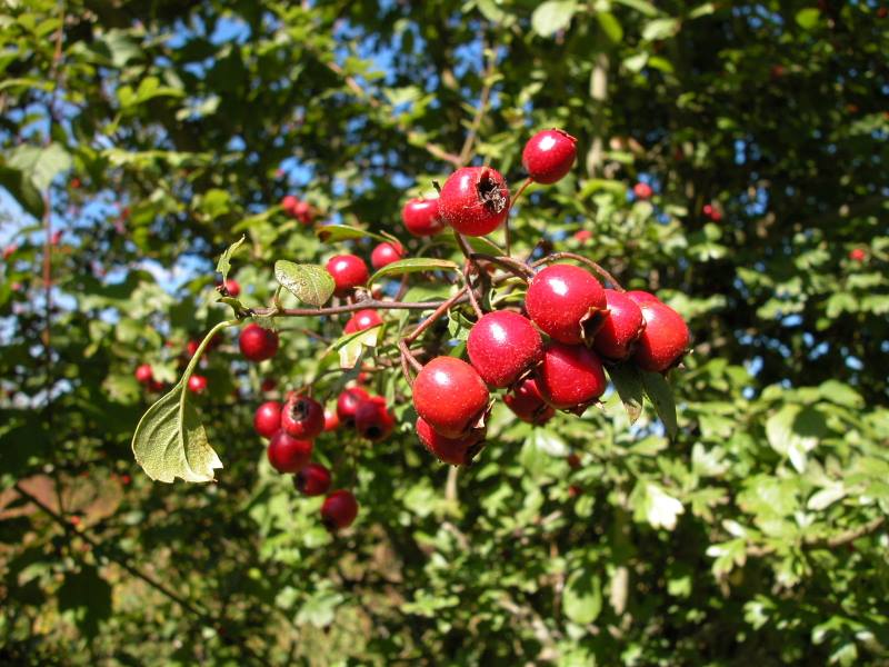 Aubépine bienfaits