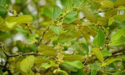 gymnema-sylvestre-bienfaits