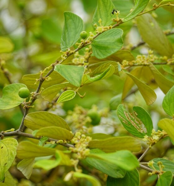gymnema-sylvestre-bienfaits