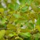 gymnema-sylvestre-bienfaits