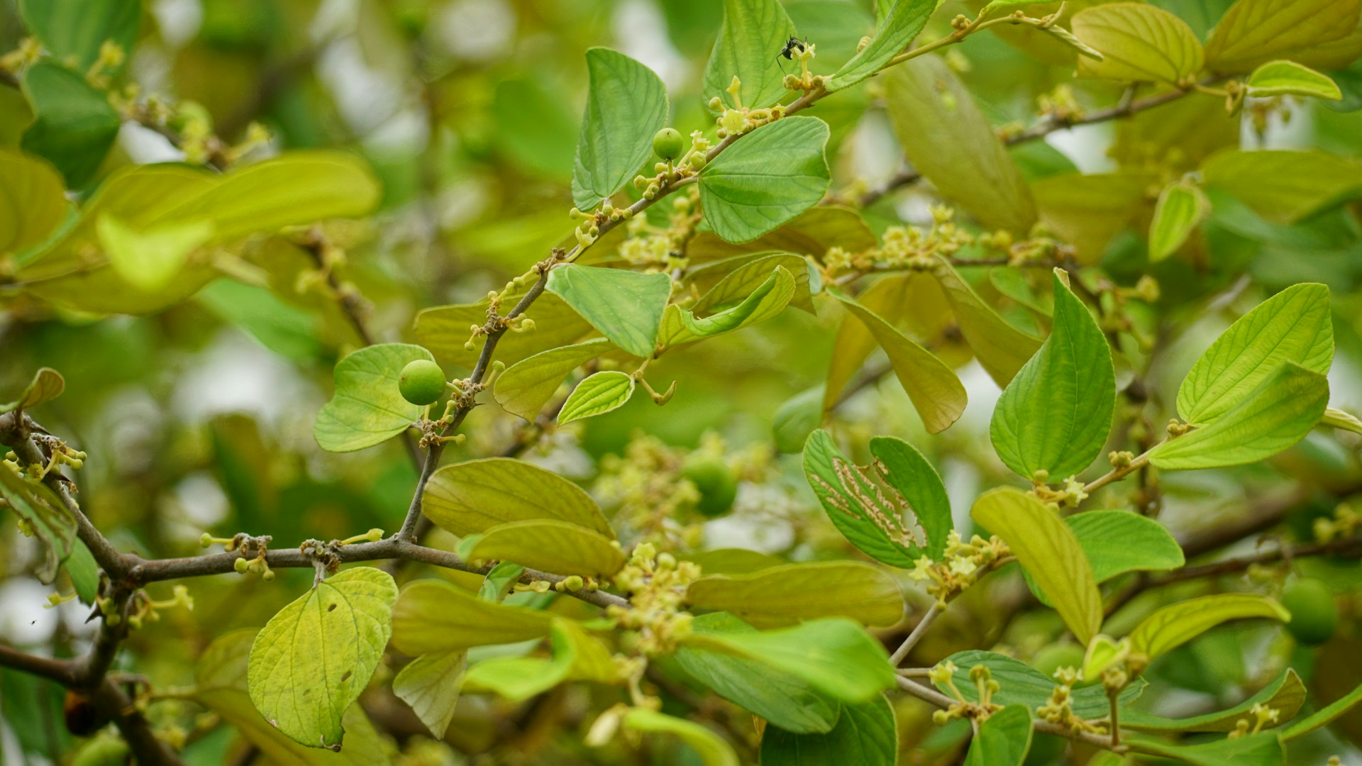 gymnema-sylvestre-bienfaits